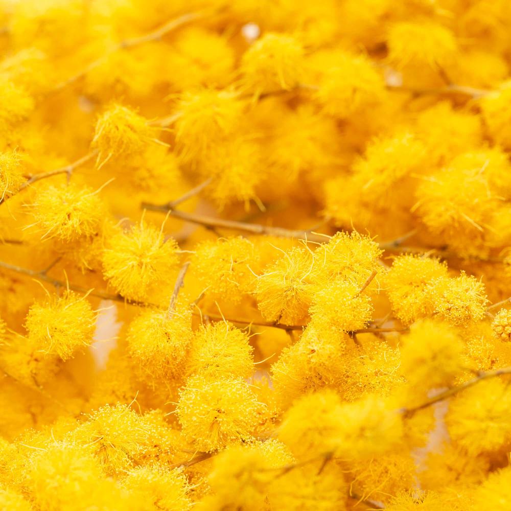 LIOFLOR FREEZE-DRIED EDIBLE MIMOSA FLOWERS 3GR