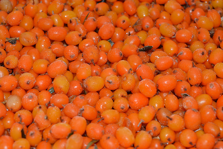 IQF SEA BUCKTHORN BERRIES 2KG