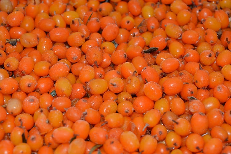 MIA Food Service IQF SEA BUCKTHORN BERRIES 2KG IQF SEA BUCKTHORN BERRIES 2KG
