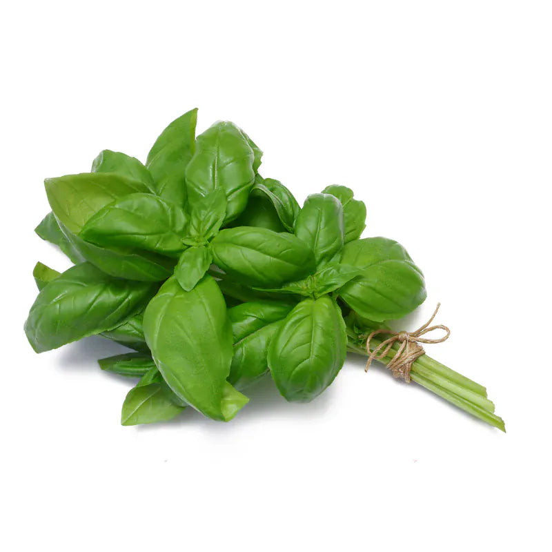 MIA Food Service FRESH BASIL CRATE 12EA FRESH BASIL CRATE 12EA