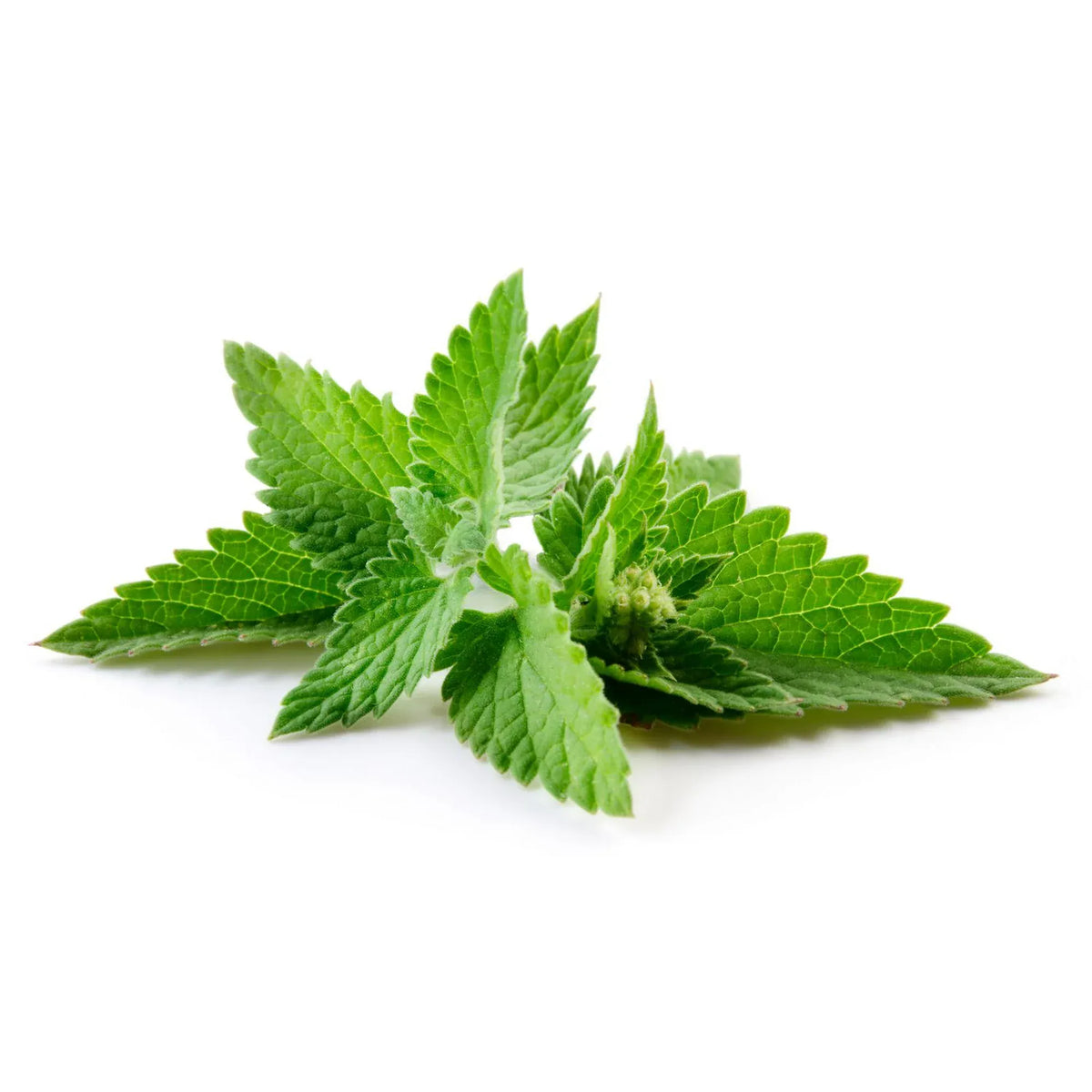 MIA Food Service FRESH MINT REPACK 3EA FRESH MINT REPACK 3EA