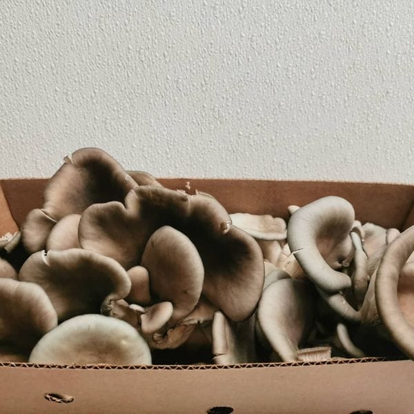 MIA Food Service FRESH OYSTER MUSHROOMS 2LB FRESH OYSTER MUSHROOMS 2LB