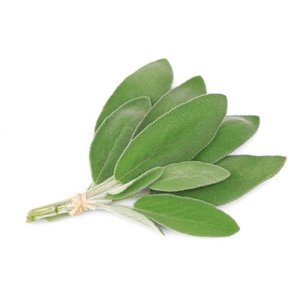 FRESH SAGE REPACK 3EA