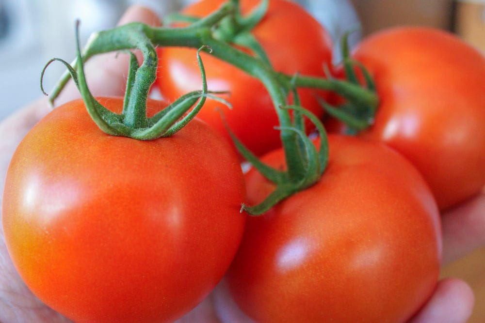 Mia Food FRESH TOMATOES REPACK 2.5LB FRESH TOMATOES REPACK 2.5LB