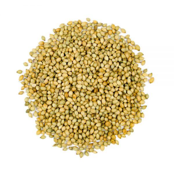 MIA Food Service BELLE DONNE CORIANDER SEEDS 1.47KG BELLE DONNE CORIANDER SEEDS 1.47KG