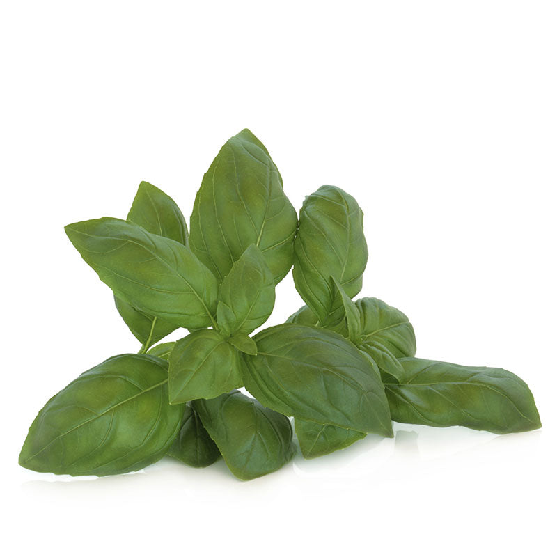 FRESH BASIL REPACK 3EA