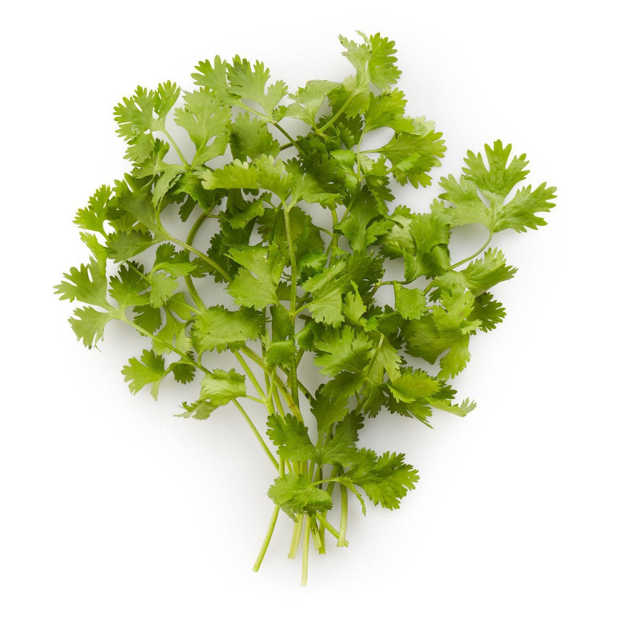 MIA Food Service FRESH CILANTRO REPACK 3EA FRESH CILANTRO REPACK 3EA