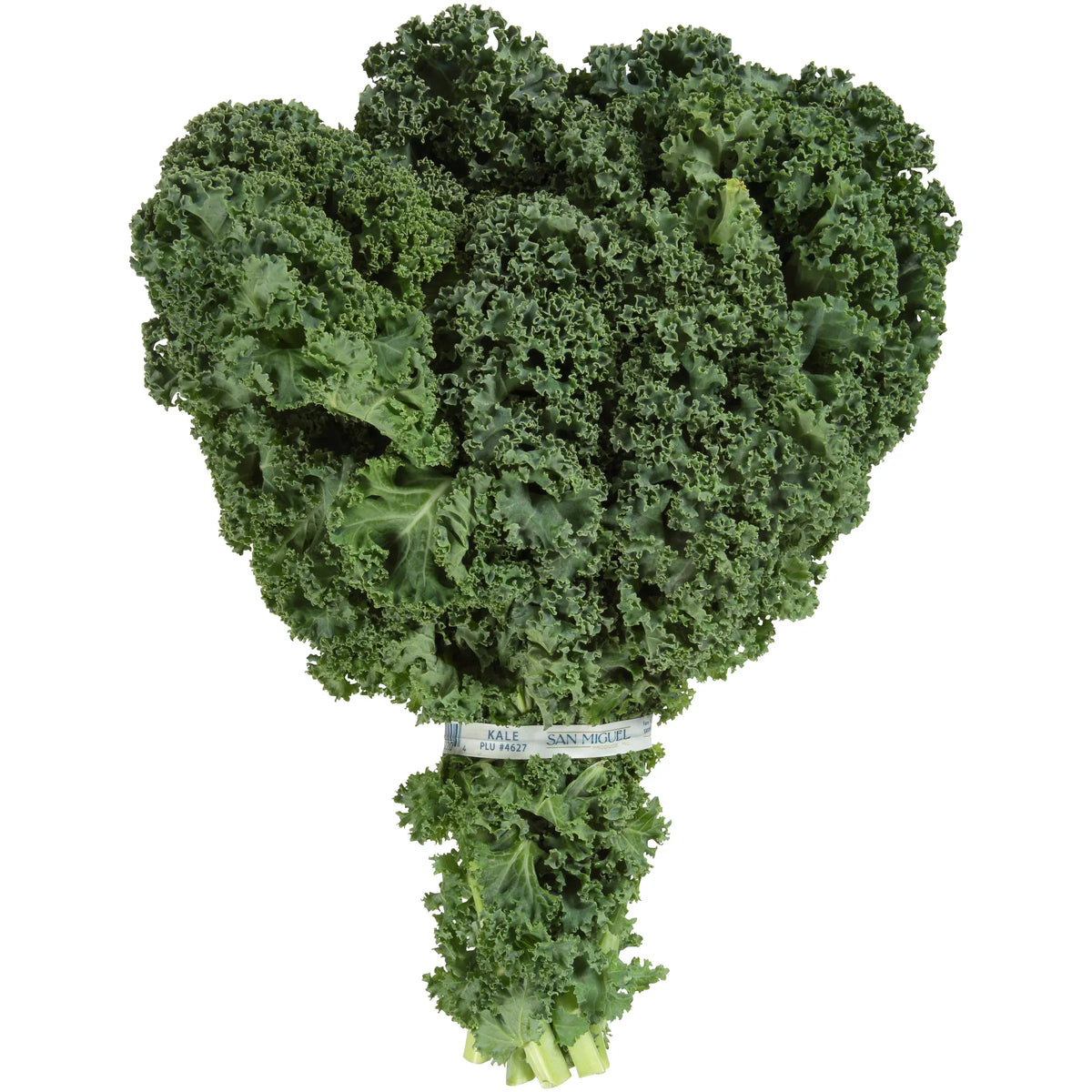 MIA Food Service FRESH KALE 1 BUNCH FRESH KALE 1 BUNCH