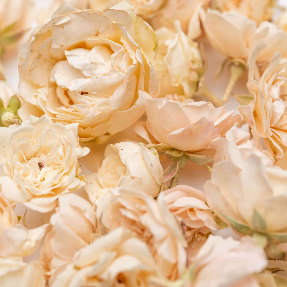 LIOFLOR FREEZE-DRIED WHITE MINI ROSE FLOWERS 5GR