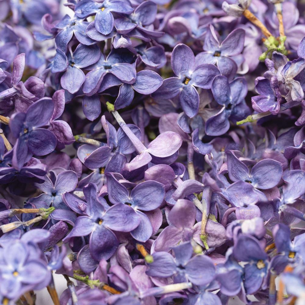LIOFLOR FREEZE-DRIED EDIBLE LILAC FLOWERS 4GR