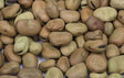 FAVA BEANS 6 X 100 OZ CLIC Default Title