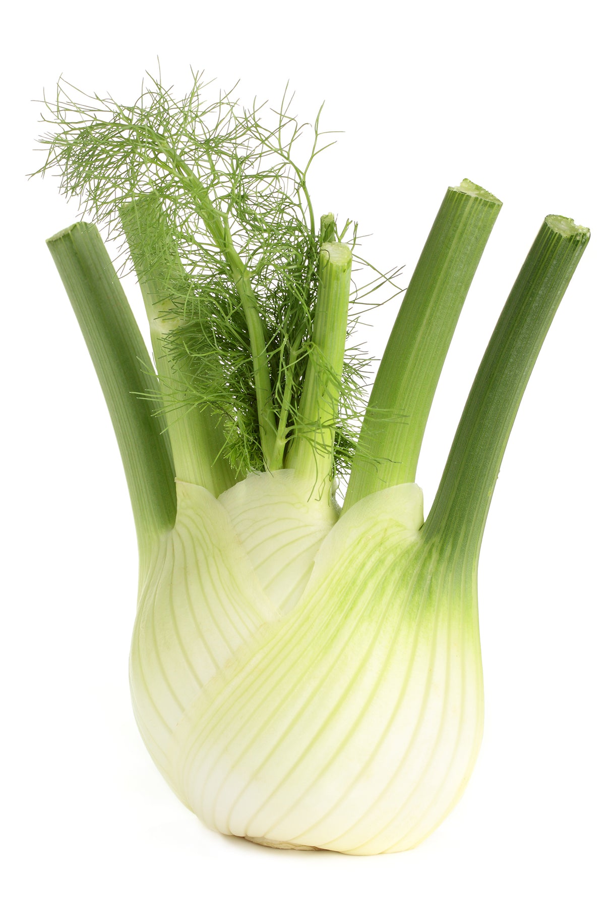 FRESH ANISE REPACK 1EA